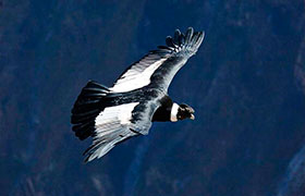Condor